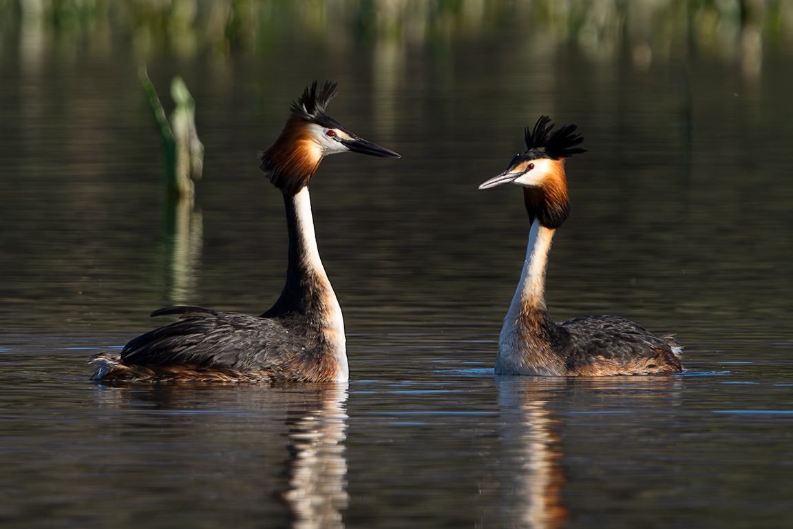 La danza del somormujo