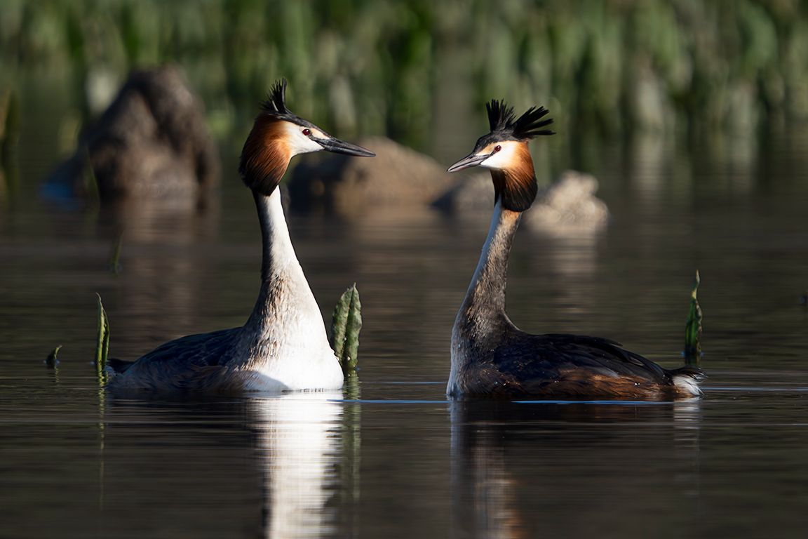 La danza del somormujo