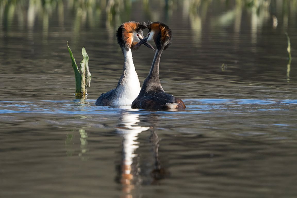 La danza del somormujo