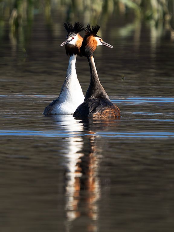La danza del somormujo