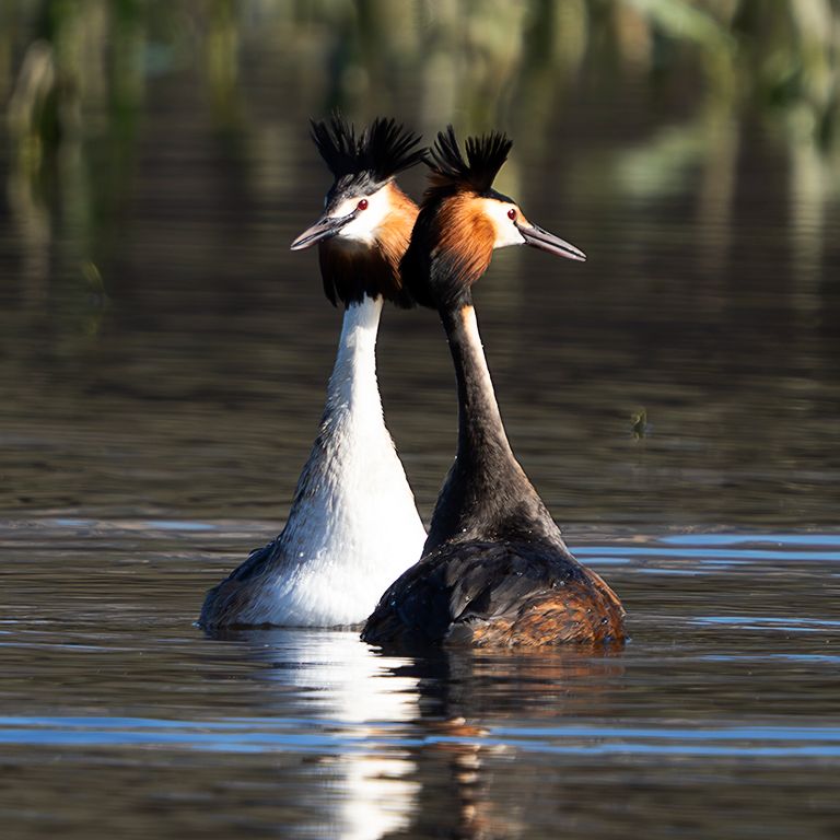 La danza del somormujo