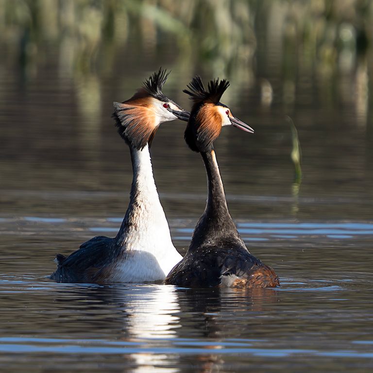 La danza del somormujo