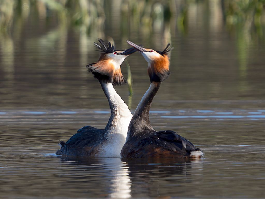 La danza del somormujo