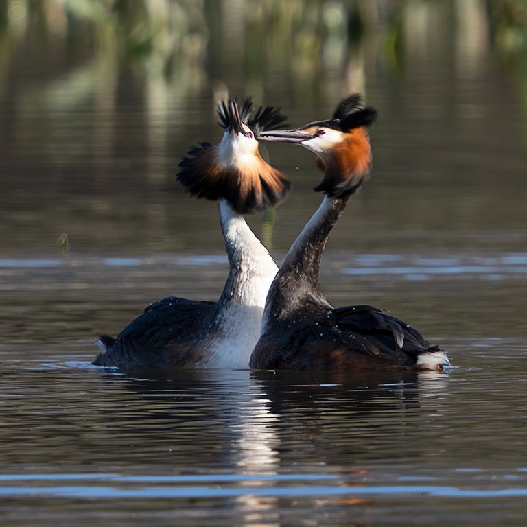La danza del somormujo