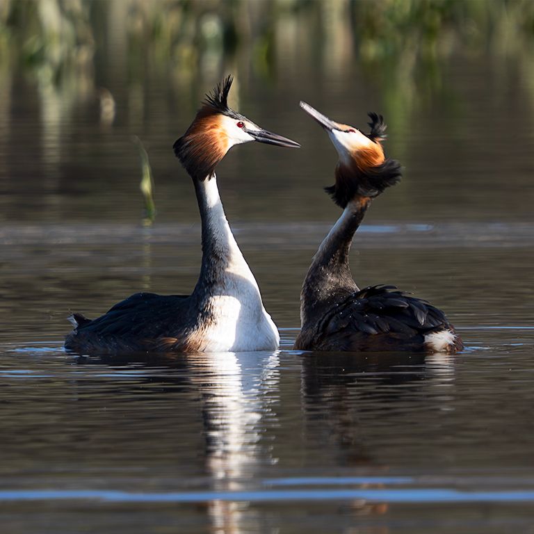 La danza del somormujo