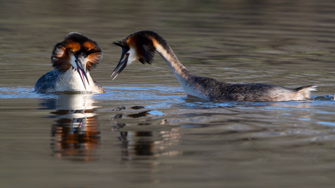La danza del somormujo