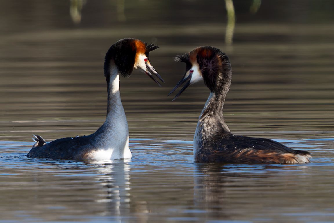 La danza del somormujo