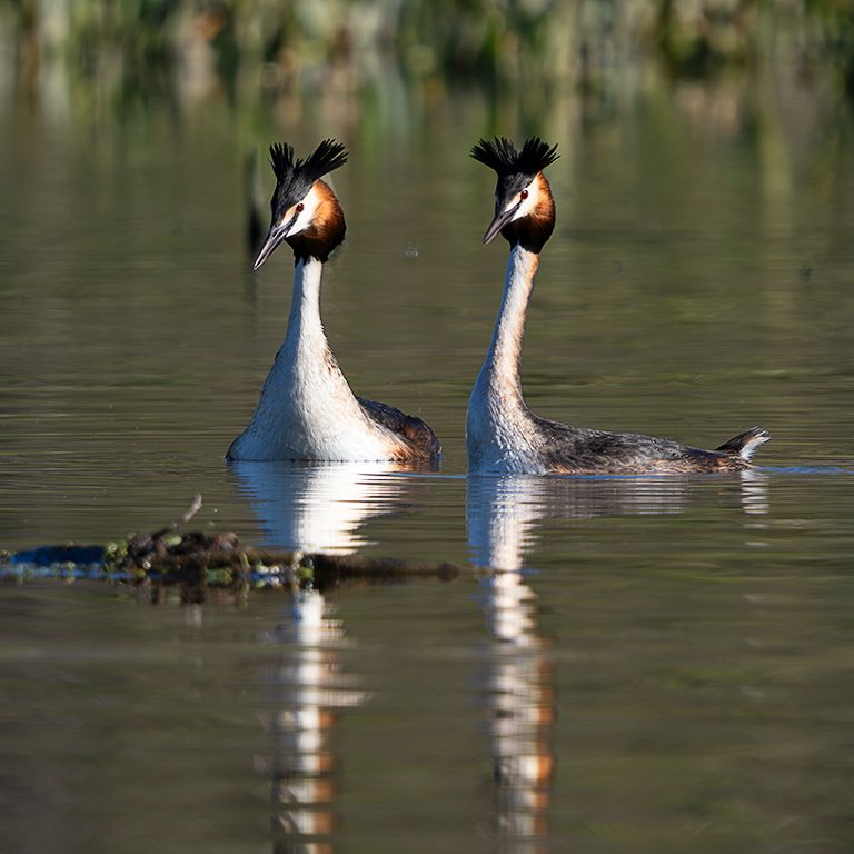 La danza del somormujo