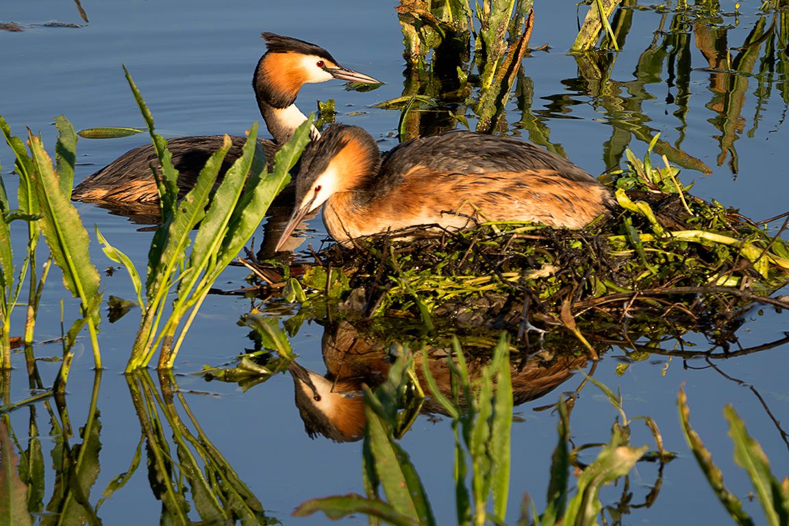 Somormujos en su nido
