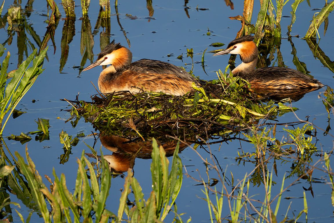 Somormujos en su nido