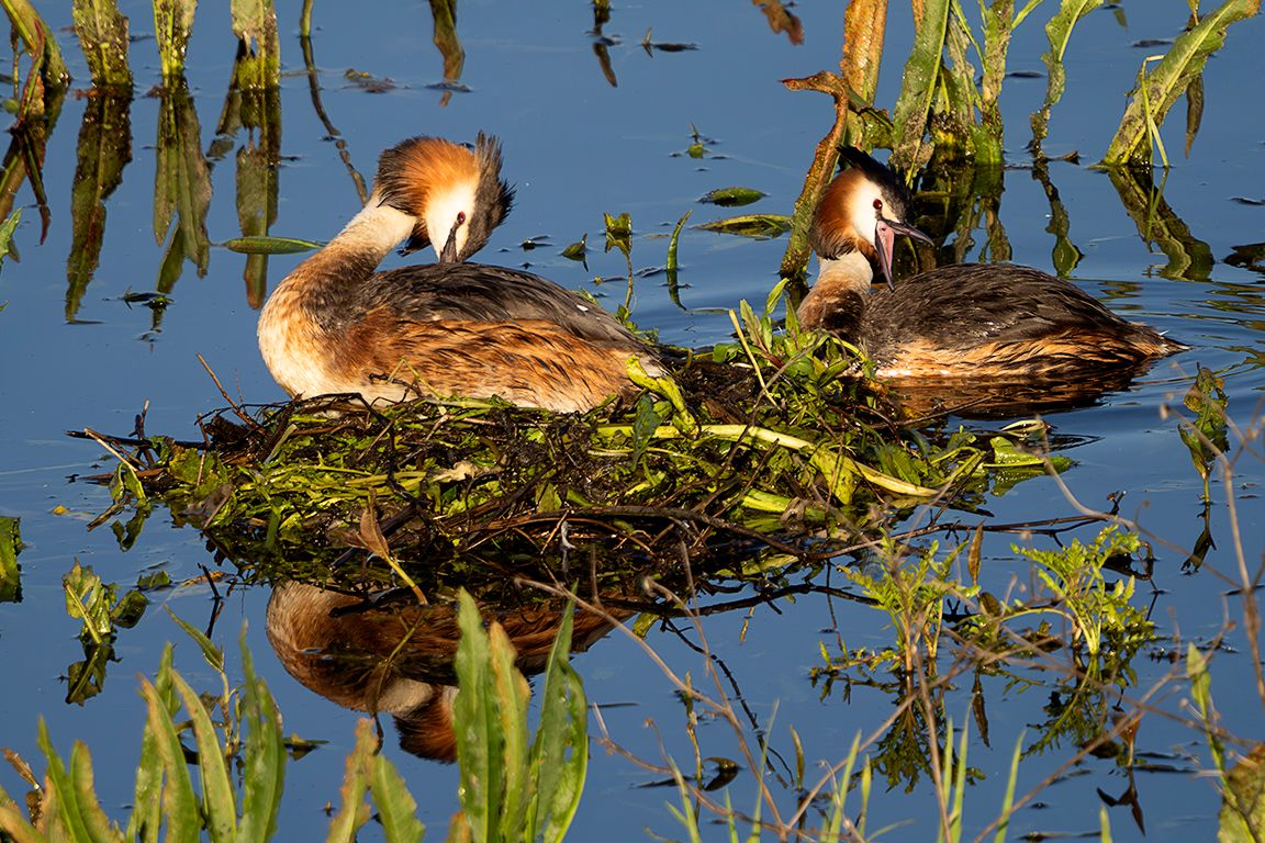 Somormujos en su nido