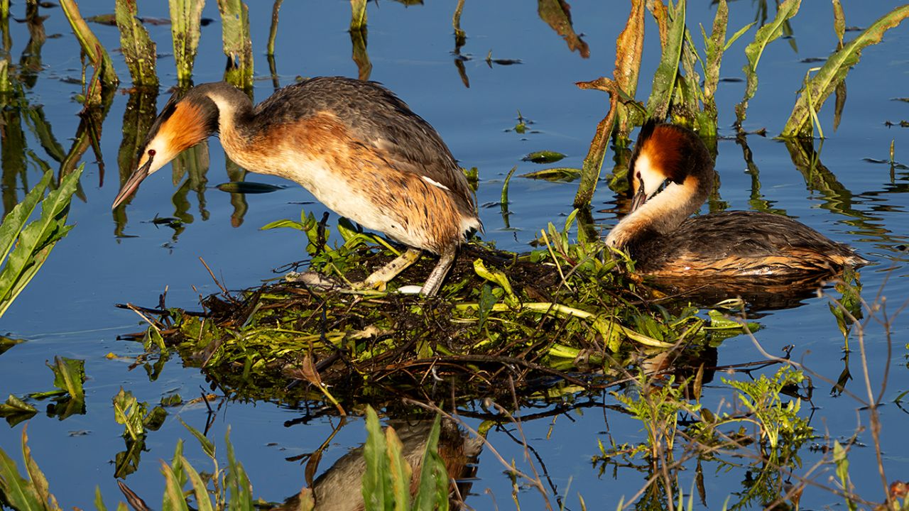 Somormujos en su nido