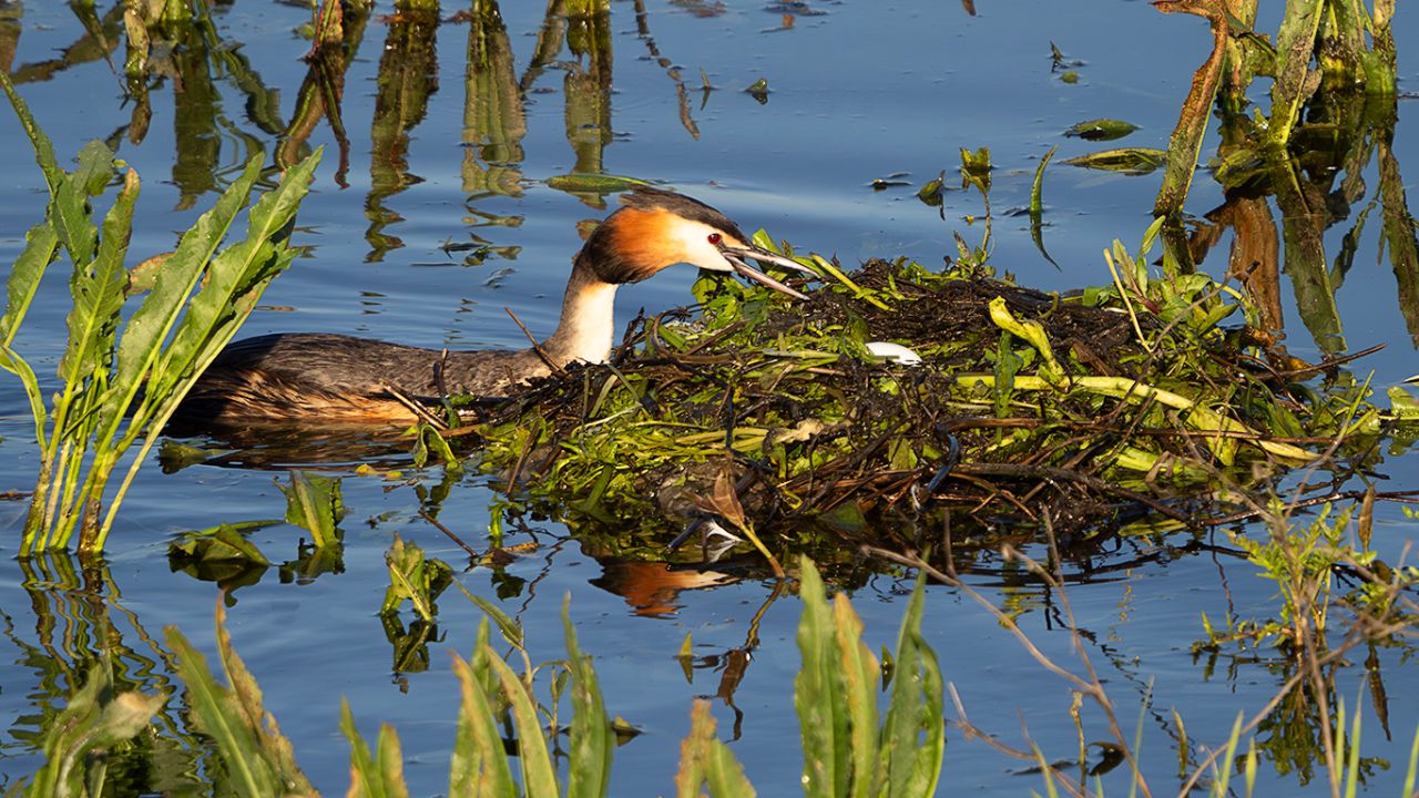 Somormujos en su nido