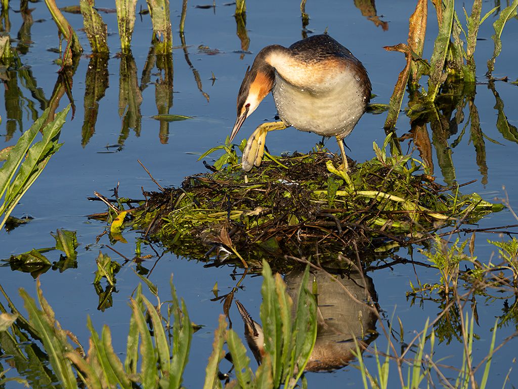 Somormujos en su nido