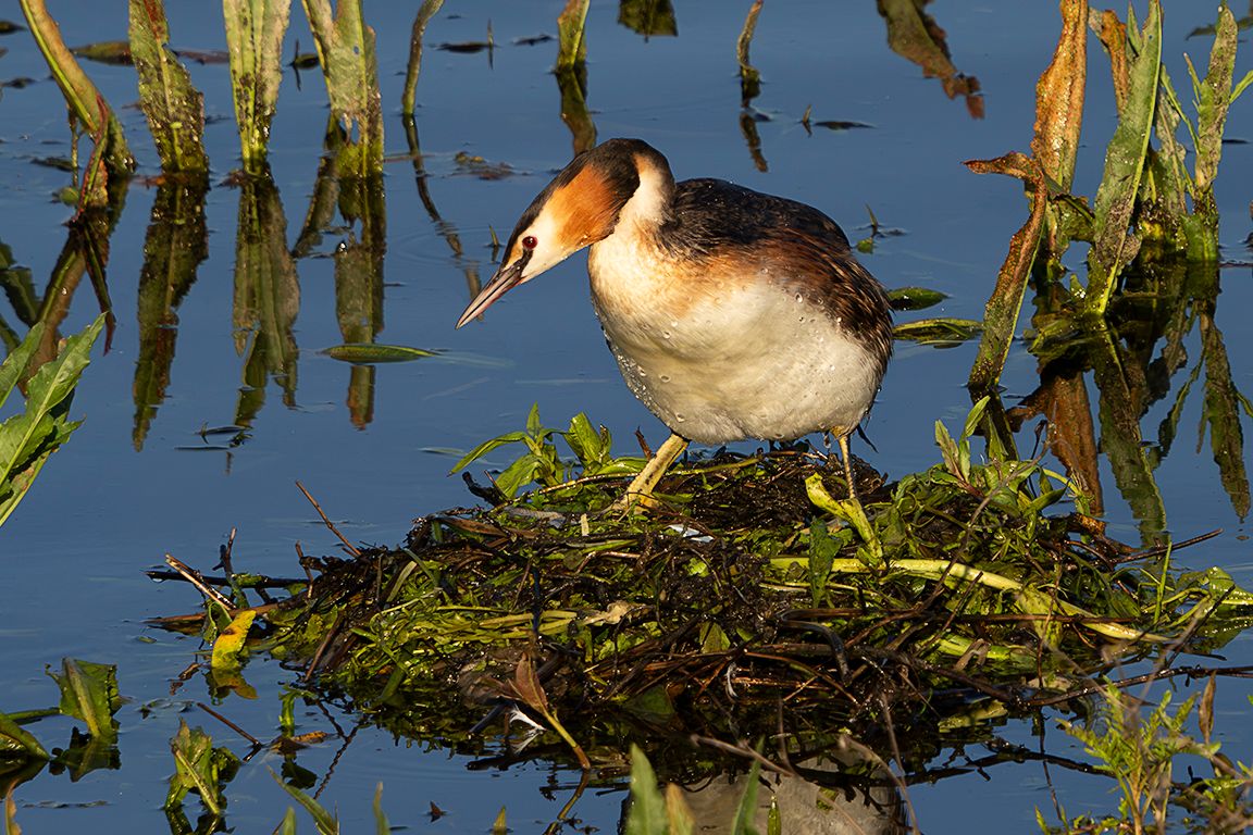 Somormujos en su nido