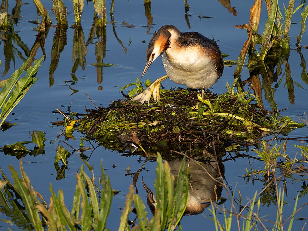 Somormujos en su nido