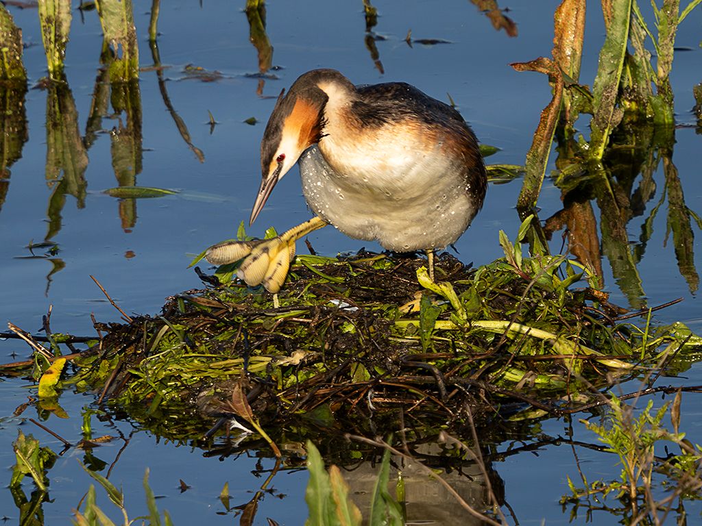 Somormujos en su nido