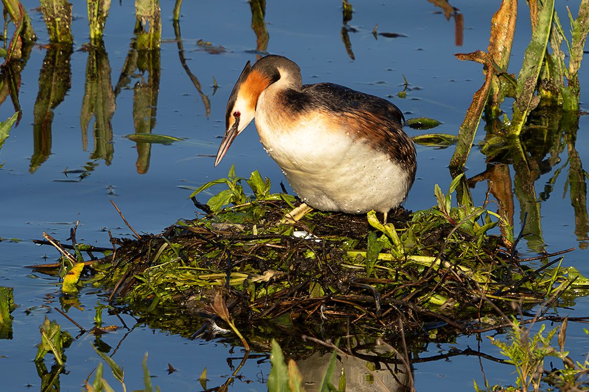 Somormujos en su nido