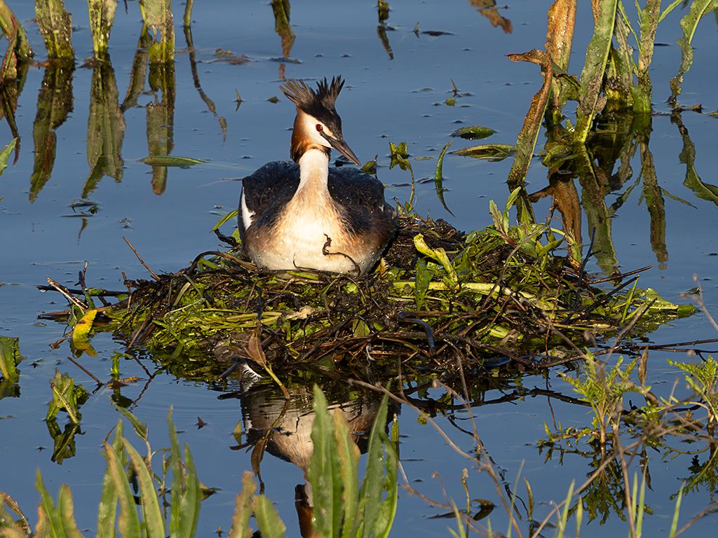 Somormujos en su nido