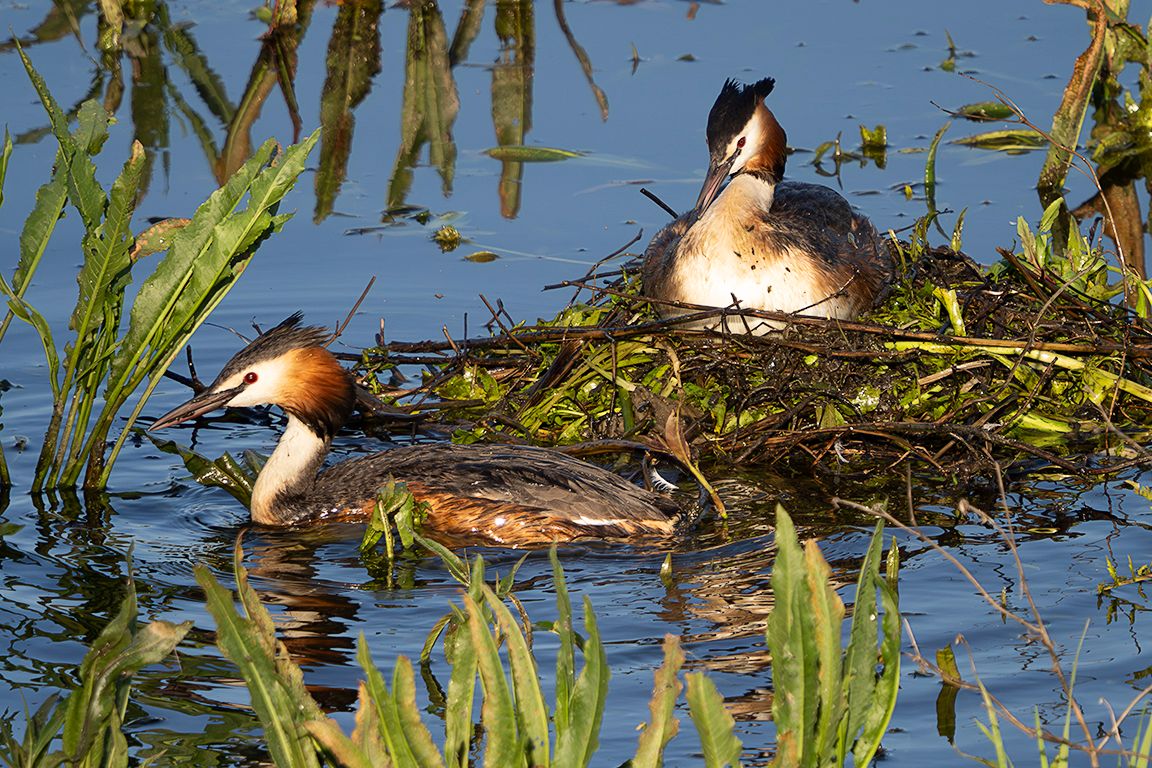 Somormujos en su nido