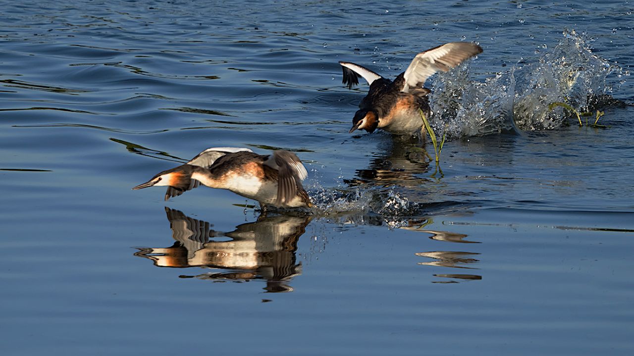 Peleas de somormujos