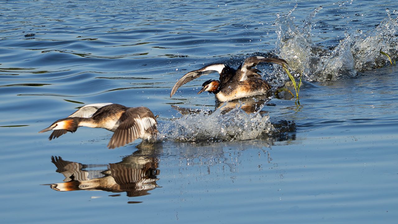 Carreras de somormujos