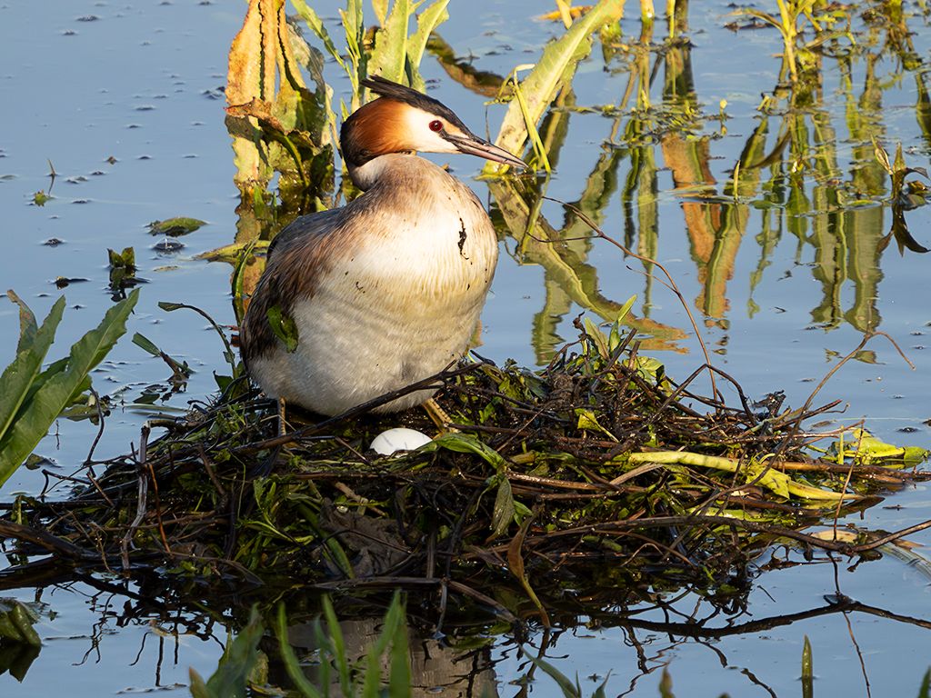 Somormujos en su nido