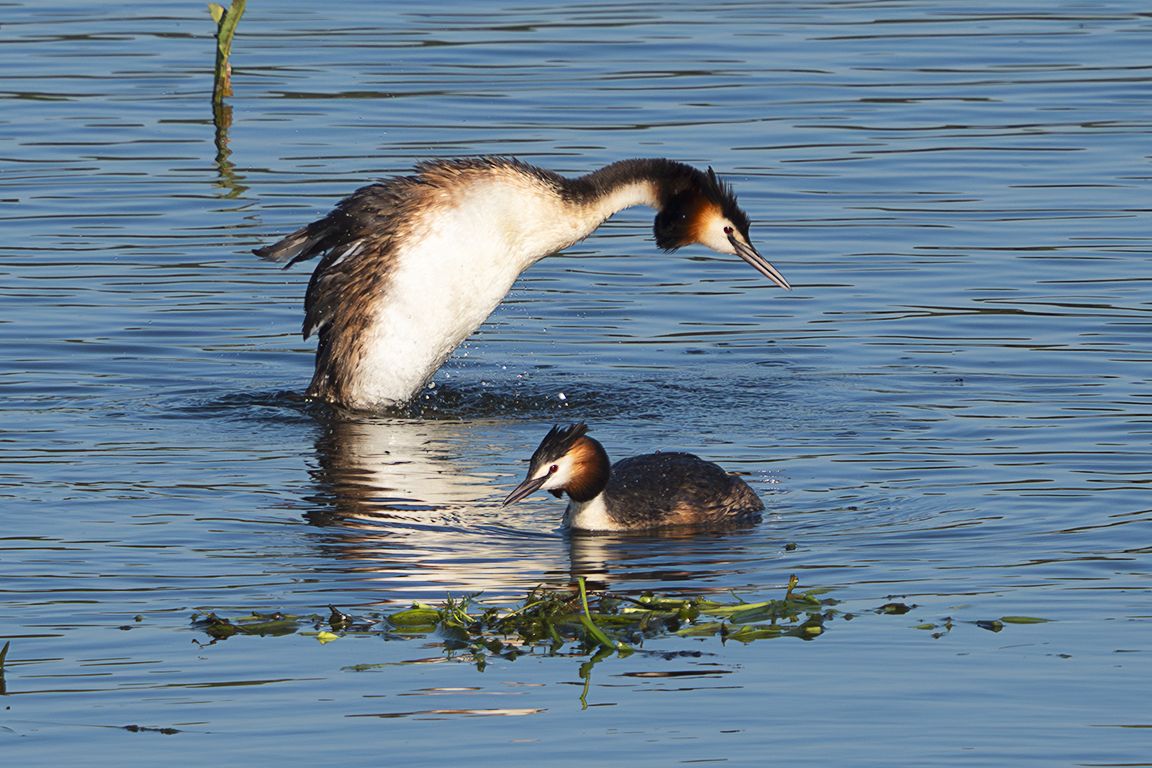 Somormujos en su nido