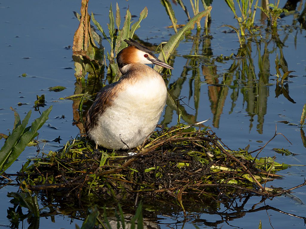 Somormujos en su nido