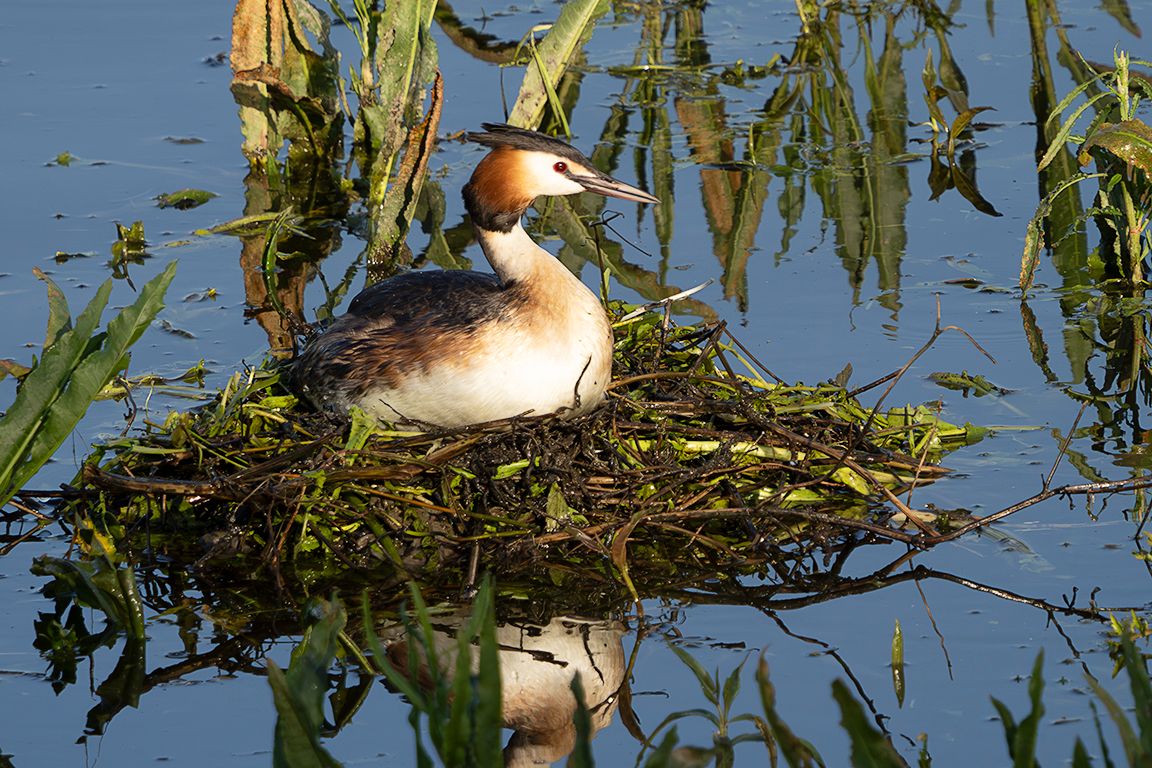 Somormujos en su nido