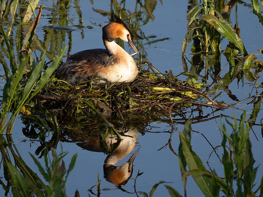 Somormujos en su nido