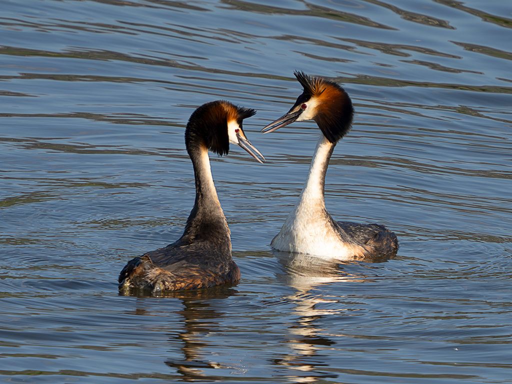 La danza del somormujo