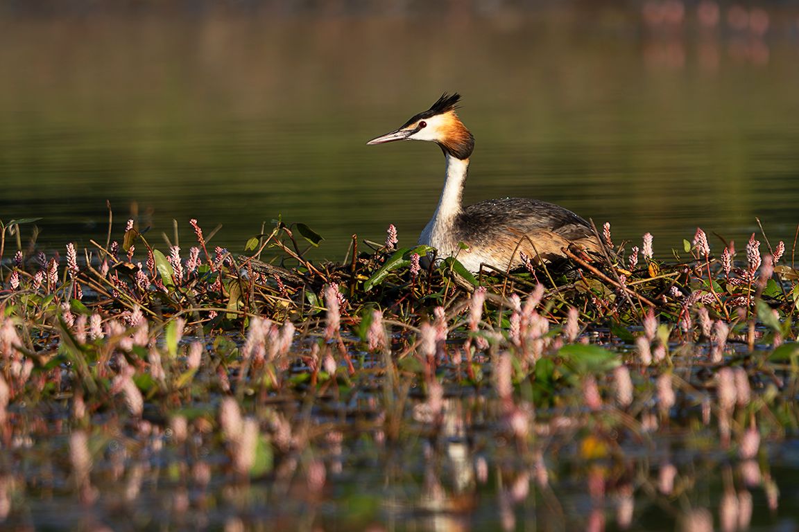 Somormujo en su nido