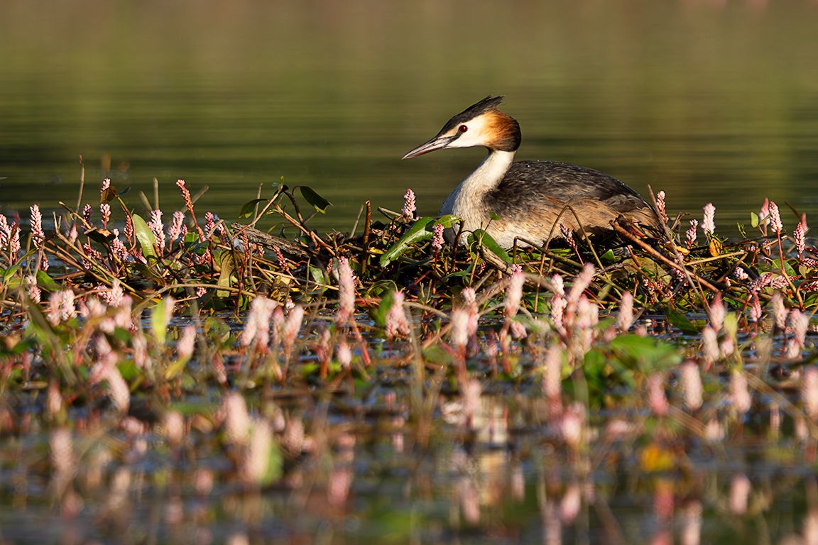 Somormujo en su nido