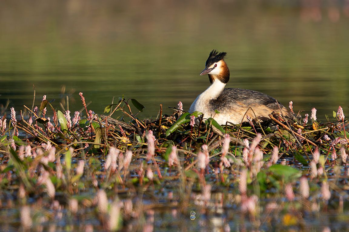 Somormujo en su nido