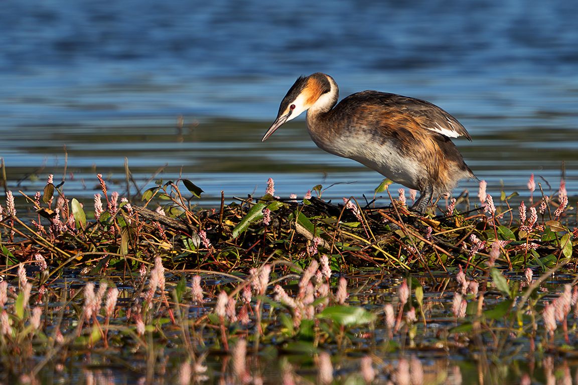 Somormujo en su nido