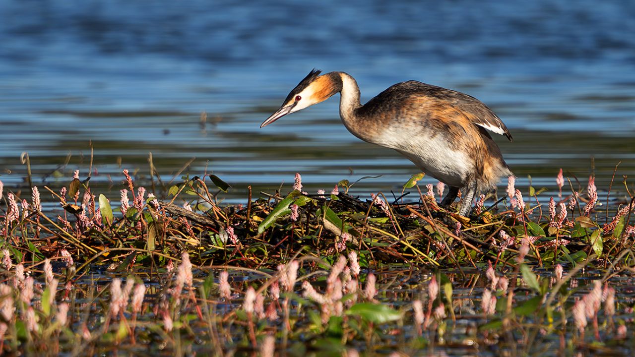 Somormujo en su nido