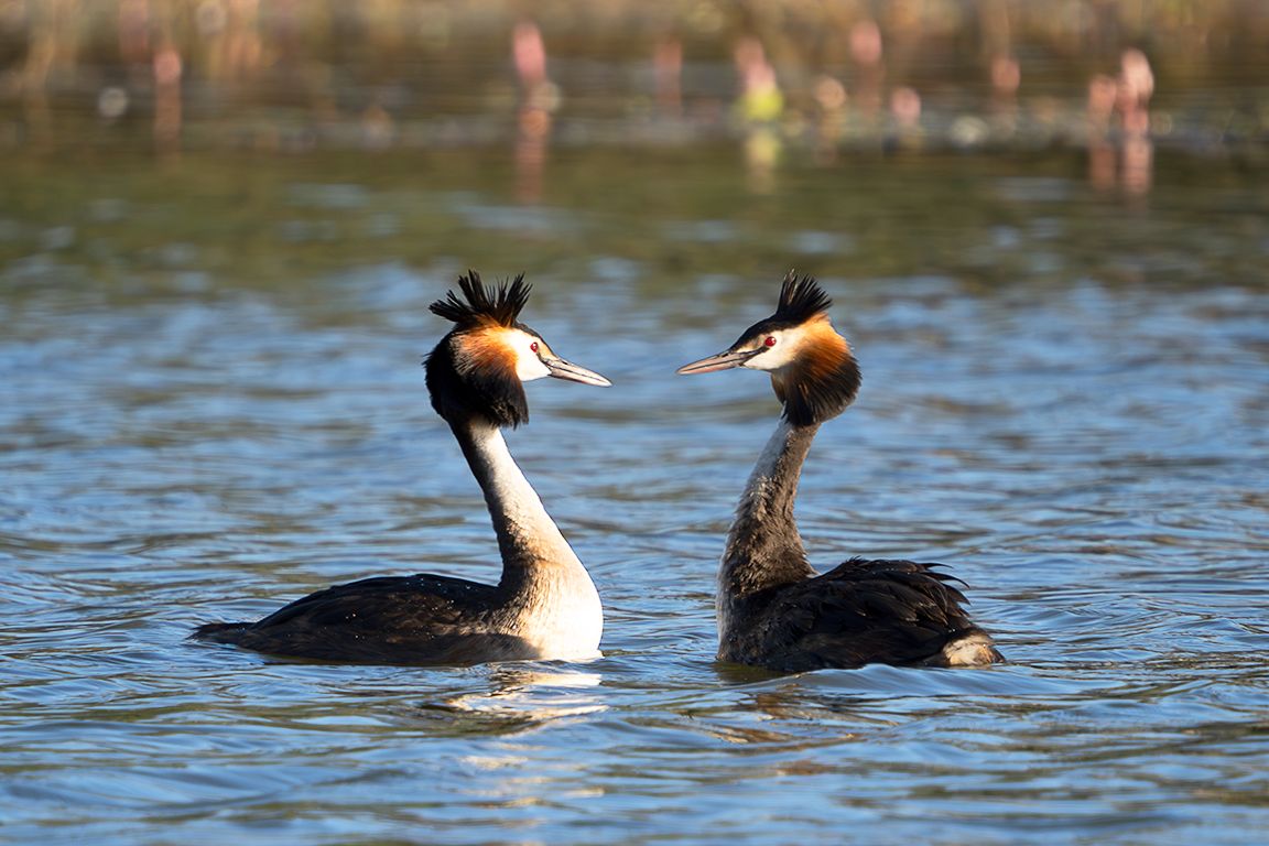 La danza del somormujo