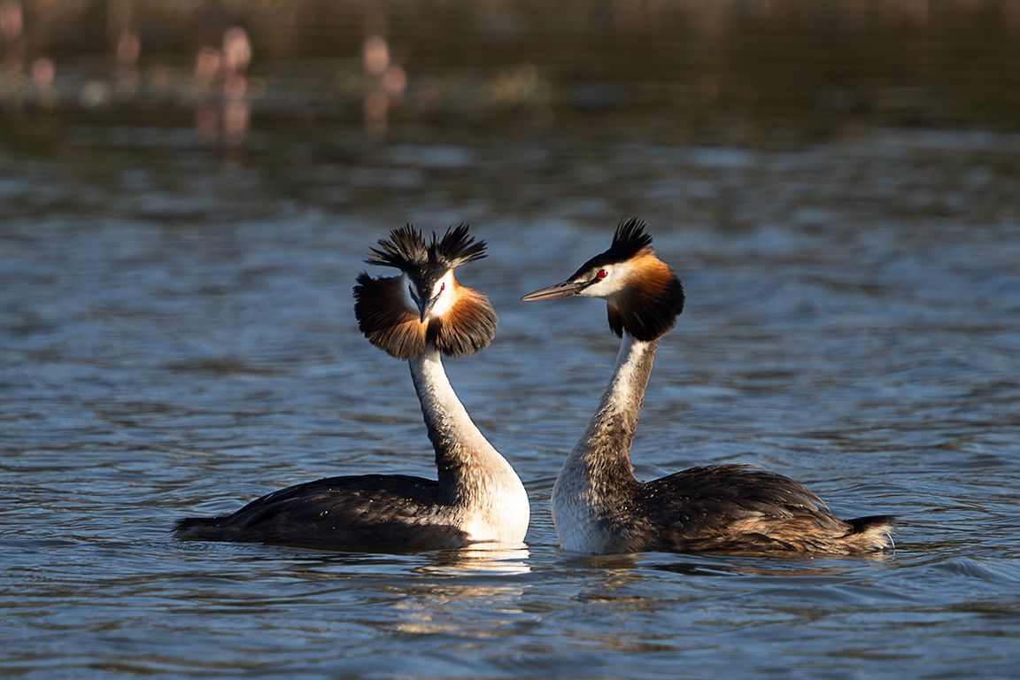 La danza del somormujo