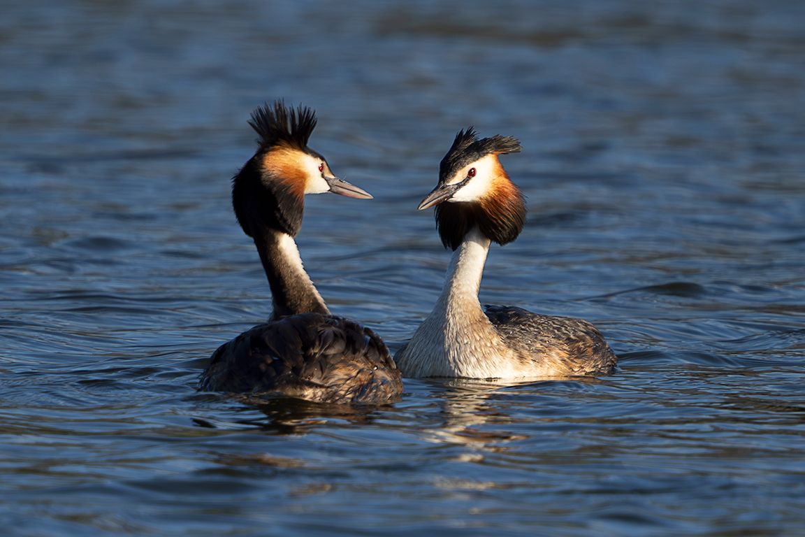 La danza del somormujo