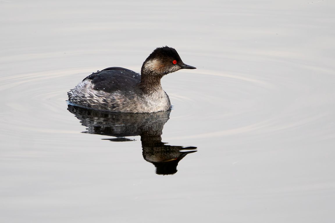 Zampullín cuellinegro