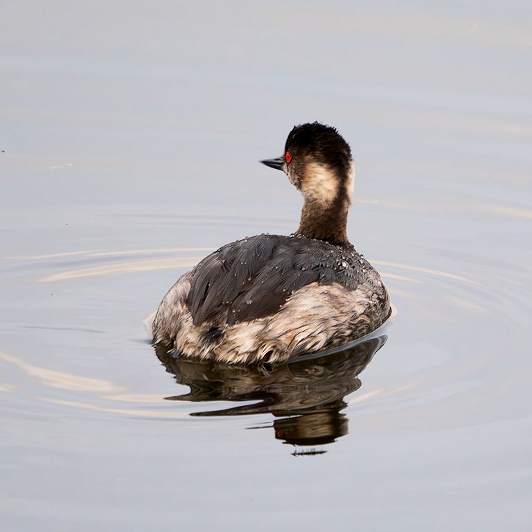 Zampullín cuellinegro