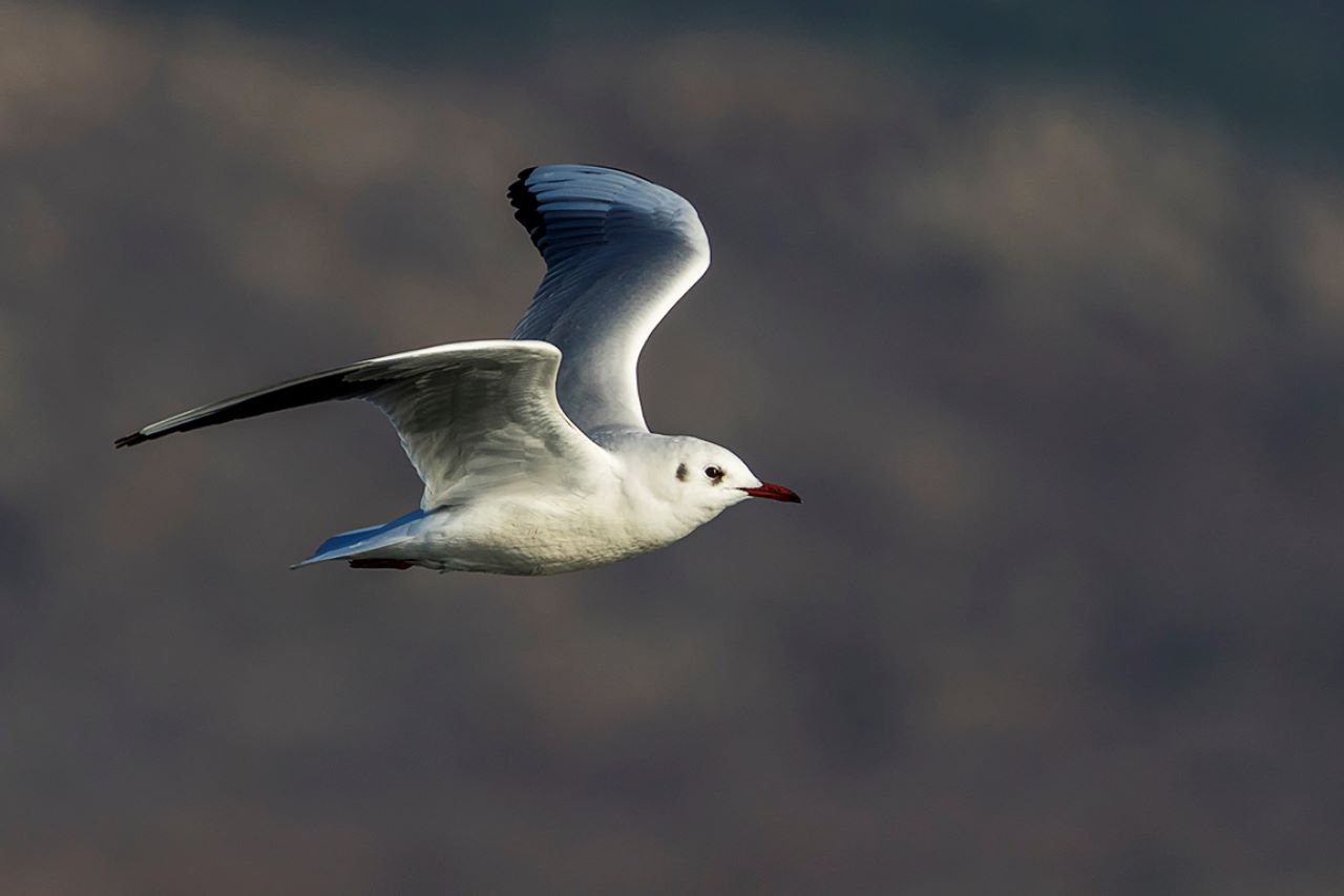 Gaviota reidora
