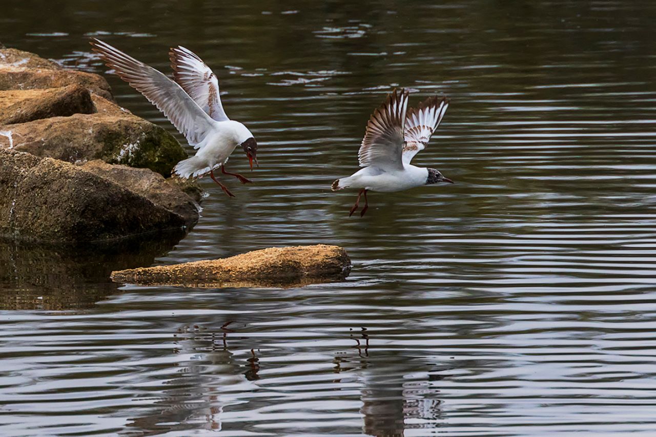 Gaviotas reidoras