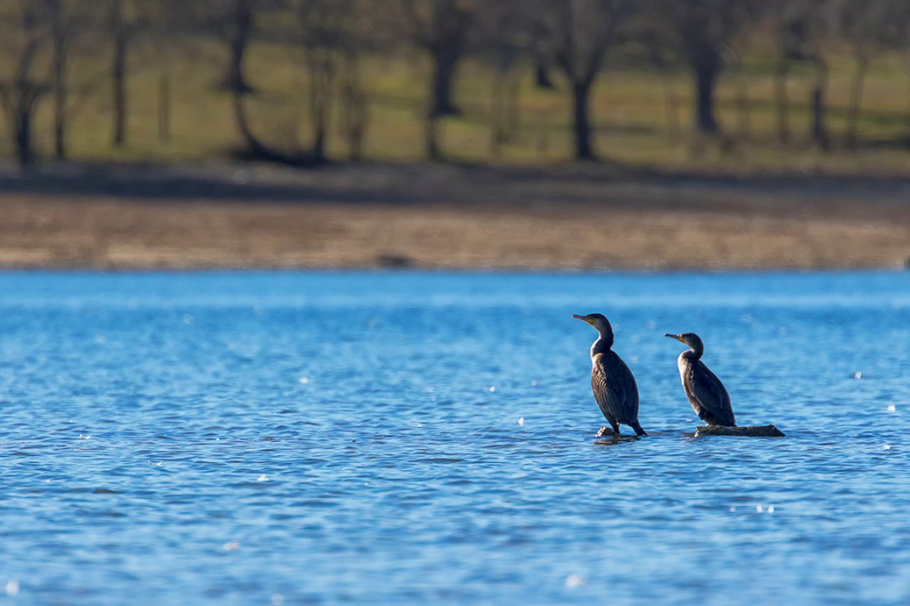 Cormoranes