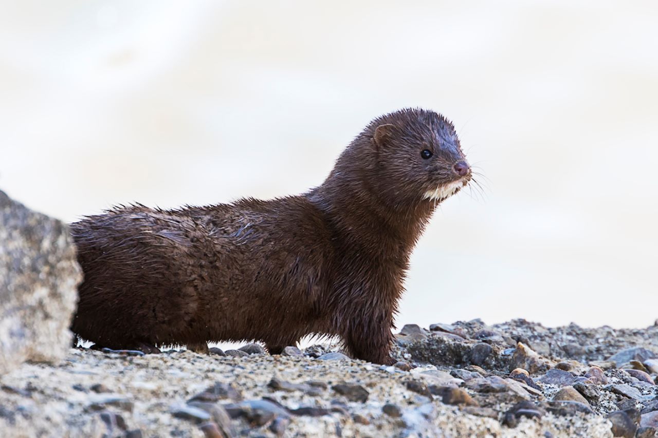 Visón americano
