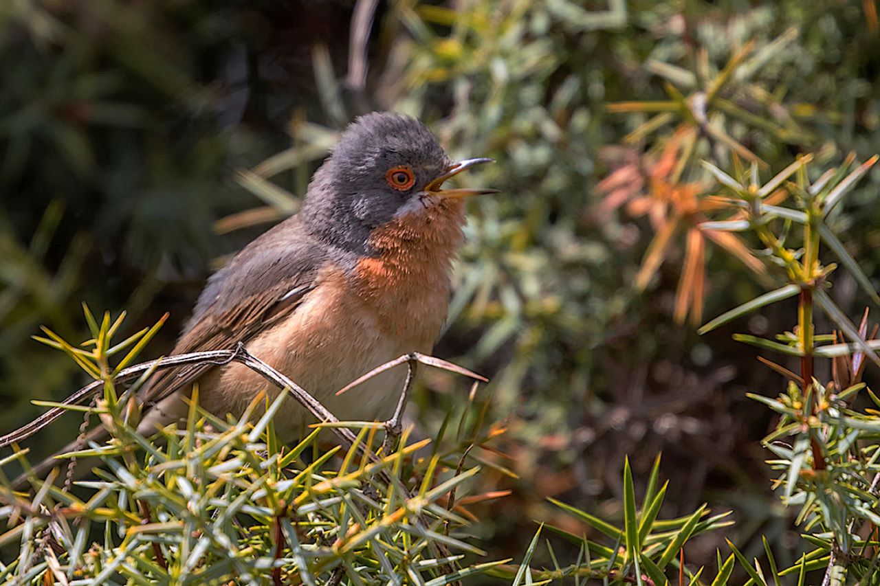 Curruca carrasqueña