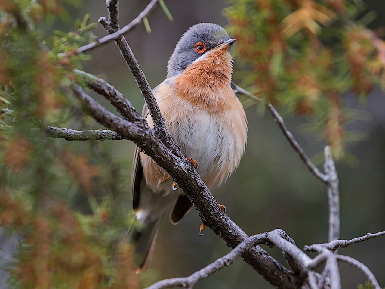 Curruca carrasqueña