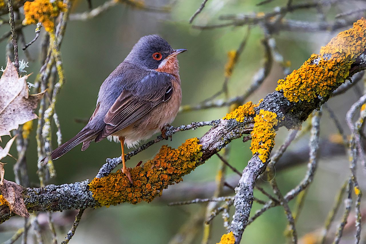 Curruca carrasqueña