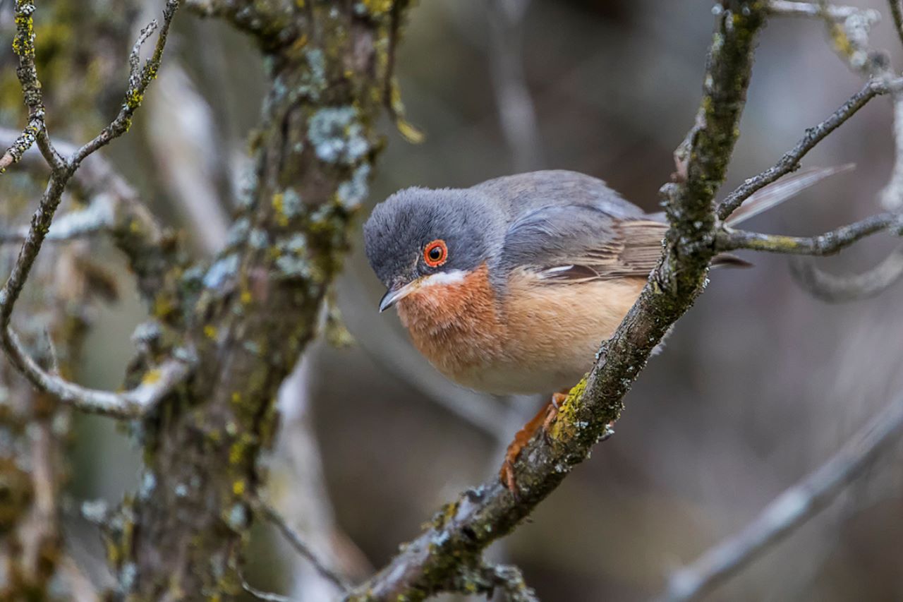 Curruca carrasqueña